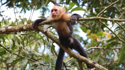 a monkey is sitting on a tree branch at Hotel Villas Rio Mar in Dominical