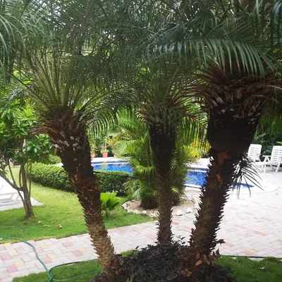 two palm trees in front of a swimming pool at Hotel Belvedere Playa Samara Costa Rica in Sámara