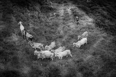 a man standing next to a herd of cows in a field at Magic Mountain Views Studio in Atenas