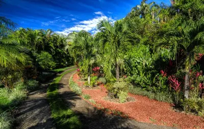 a path through a tropical forest with palm trees at Magic Mountain Views Studio in Atenas