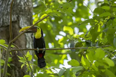a bird perched on a branch in a tree at Hotel Cuna del Angel in Uvita