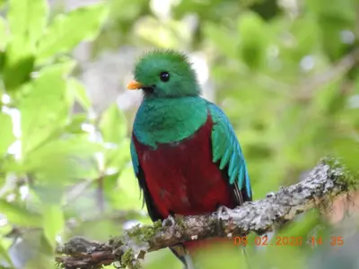 a green and red bird sitting on a tree branch at Miriam'S Quetzals lodge in San Gerardo de Dota