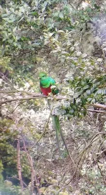 a green and red bird sitting on a tree branch at Miriam'S Quetzals lodge in San Gerardo de Dota
