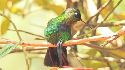 a humming bird sitting on a tree branch at Miriam'S Quetzals lodge in San Gerardo de Dota