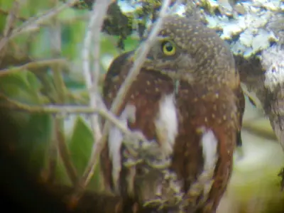 an owl is sitting on a tree branch at Miriam'S Quetzals lodge in San Gerardo de Dota
