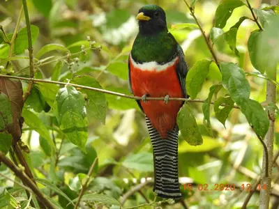 a bird perched on a branch of a tree at Miriam'S Quetzals lodge in San Gerardo de Dota