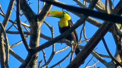 a colorful bird perched on a tree branch at Tacacori EcoLodge in Alajuela City