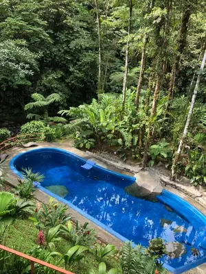 a swimming pool in the middle of a forest at Agua Inn in Nuevo Arenal