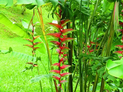a red plant with red flowers in a forest at Agua Inn in Nuevo Arenal