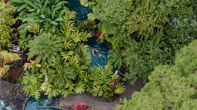 an overhead view of a garden with plants and trees at Montaña de fuego Mountain Resort & Spa in Fortuna
