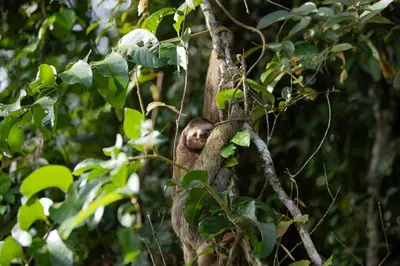 a sloth is clinging to a tree branch at Evergreen Lodge in Tortuguero