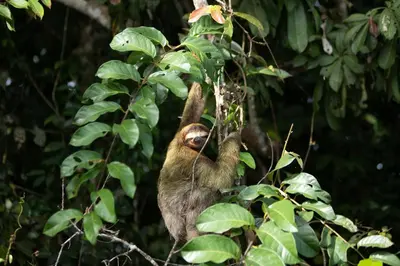 a monkey is hanging from a tree at Evergreen Lodge in Tortuguero