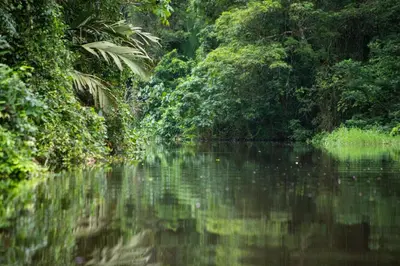 a river in the middle of a jungle with trees at Pachira Lodge in Tortuguero