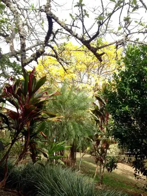 a group of trees and plants in a park at ApartHotel Villa Pacande & Rooms in Alajuela City