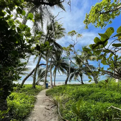 a dirt path leading to a beach with palm trees at El Chante Surf House in Santa Teresa Beach