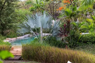 a pool in the middle of a garden at Latica Lodge in Playa Negra