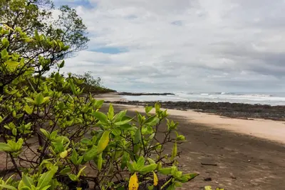 a sandy beach with trees and the ocean at Latica Lodge in Playa Negra