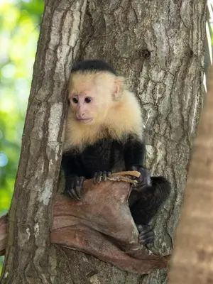 a monkey sitting in the middle of a tree at Poolvilla in Platanillo