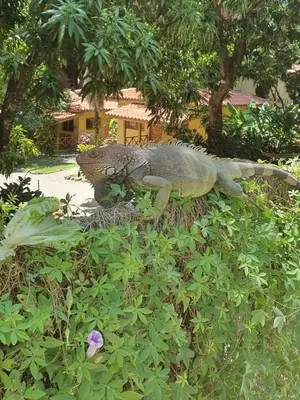 a lizard sitting on top of a plant at Esencia Hotel and Villas in Santa Teresa Beach