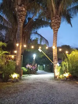 a driveway with palm trees and lights at night at Esencia Hotel and Villas in Santa Teresa Beach