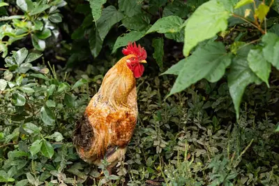a rooster is standing in a bush at Rancho Margot Sustainable & Self Sufficient Eco Lodge in El Castillo de La Fortuna