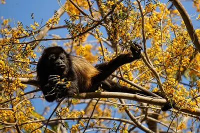 a monkey sitting on a tree branch at Cabañas Cañas Castilla in La Cruz