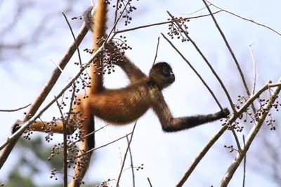 a monkey hanging from a tree branch at Cabañas Cañas Castilla in La Cruz