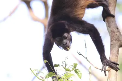a black and brown monkey climbing a tree at Cabañas Cañas Castilla in La Cruz