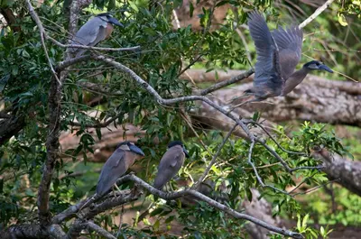 a group of birds perched on tree branches at Cabañas Cañas Castilla in La Cruz
