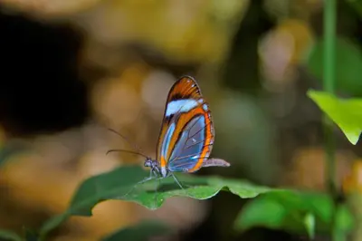 an orange and blue butterfly sitting on a green leaf at Nafre House B&B Monteverde in Monteverde Costa Rica