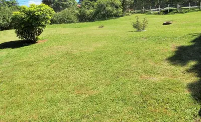 a grassy yard with two trees in a field at Nafre House B&B Monteverde in Monteverde Costa Rica