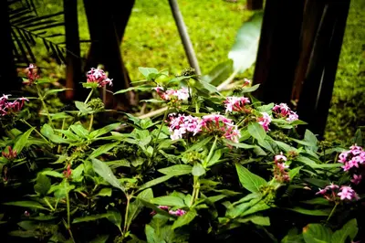 a bunch of pink flowers in a garden at Hotel Cipreses in Monteverde Costa Rica