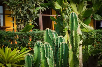 a large green cactus in front of a building at Hotel Cipreses in Monteverde Costa Rica