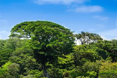 a tree in the middle of the forest at Hotel Cipreses in Monteverde Costa Rica