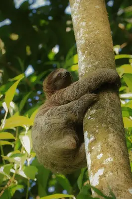 a sloth is sleeping on a tree branch at Tirimbina Rainforest Lodge in Sarapiquí