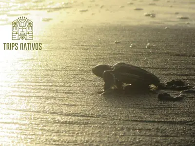 a turtle sitting on the beach near the water at casa chilamates in Tortuguero
