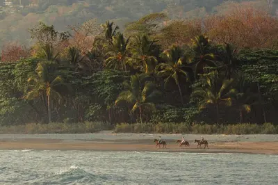 three people are riding horses on the beach at Hotel Santa Teresa by the Beach in Santa Teresa Beach
