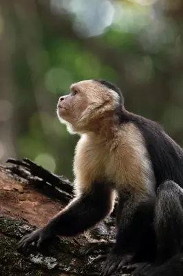 a brown and black animal standing on a tree branch at Hotel Santa Teresa by the Beach in Santa Teresa Beach