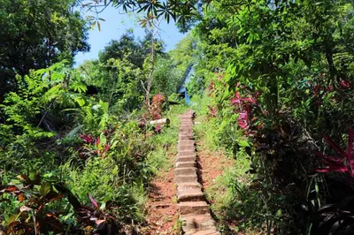 a path in the middle of a forest at Isla Violin Eco-Lodge in Isla Violin