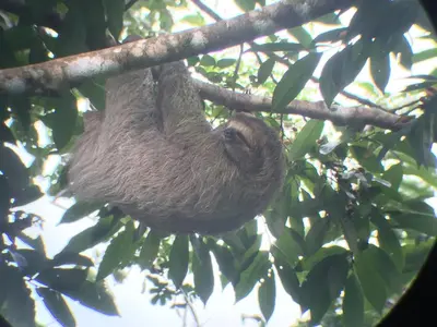 a brown sloth hanging from a tree branch at Isla Violin Eco-Lodge in Isla Violin