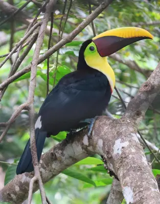 a toucan perched on top of a tree branch at Macaws Ocean Club Apartamento # 18 in Jacó