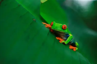 a green frog sitting on a green leaf at Tenorio Lodge in Bijagua