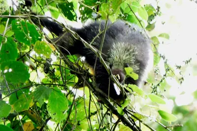 a small hedgehog is sitting in a tree at Tenorio Lodge in Bijagua
