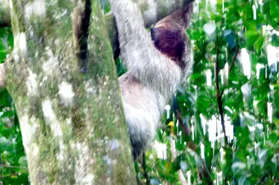 a monkey is climbing a tree at Tenorio Lodge in Bijagua