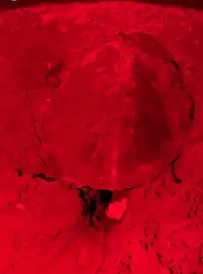 a close up of a red object at Casa turtle Bogue in Tortuguero