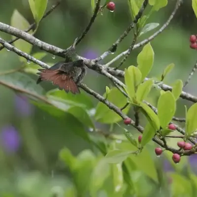 Aves de Tierras Altas