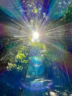 an image of the sun shining through the trees at El Sol Monteverde in Monteverde Costa Rica