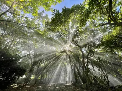 a forest of trees with the sun shining through them at El Sol Monteverde in Monteverde Costa Rica