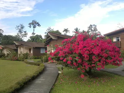 a large bush of pink flowers in front of a house at Hotel Eco Arenal in Fortuna