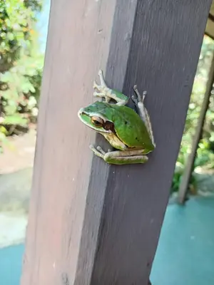 a green frog sitting on a wooden beam at Cabañas el Bosque in Turrialba